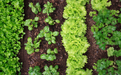 5 tips for growing a tasty garden